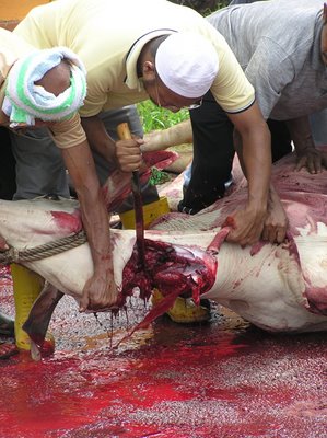 korban-islamic-ritual-slaughter