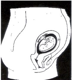 quran-embryo inside three-veils-of-darkness